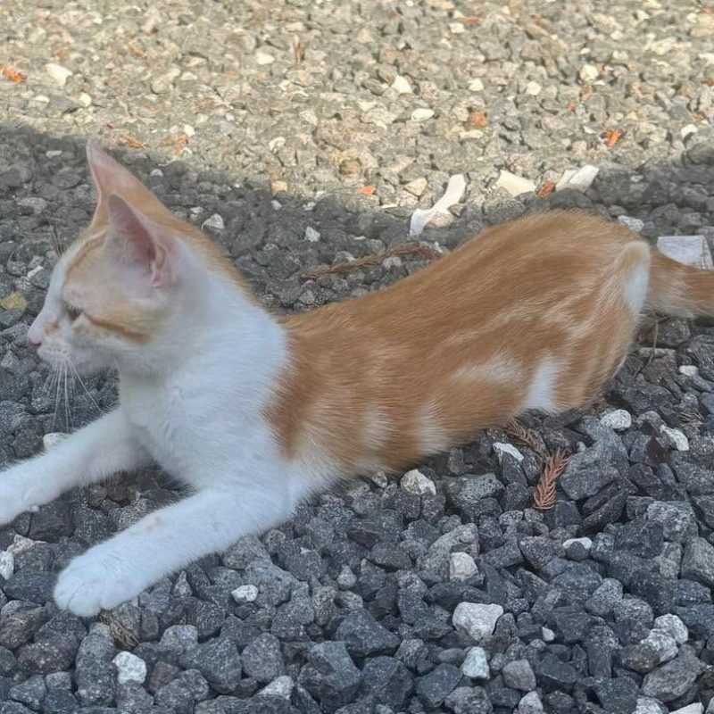 ELFY - Chat Européen à adopter - photo 4
