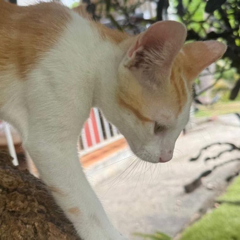 ELFY - Chat Européen à adopter - photo 2