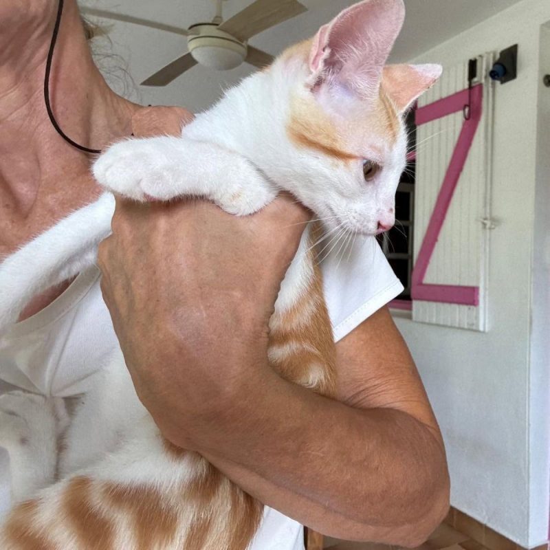 ELFY - Chat Européen à adopter - photo 6