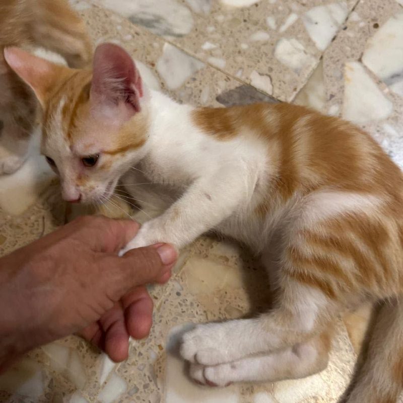 ELFY - Chat Européen à adopter - photo 5