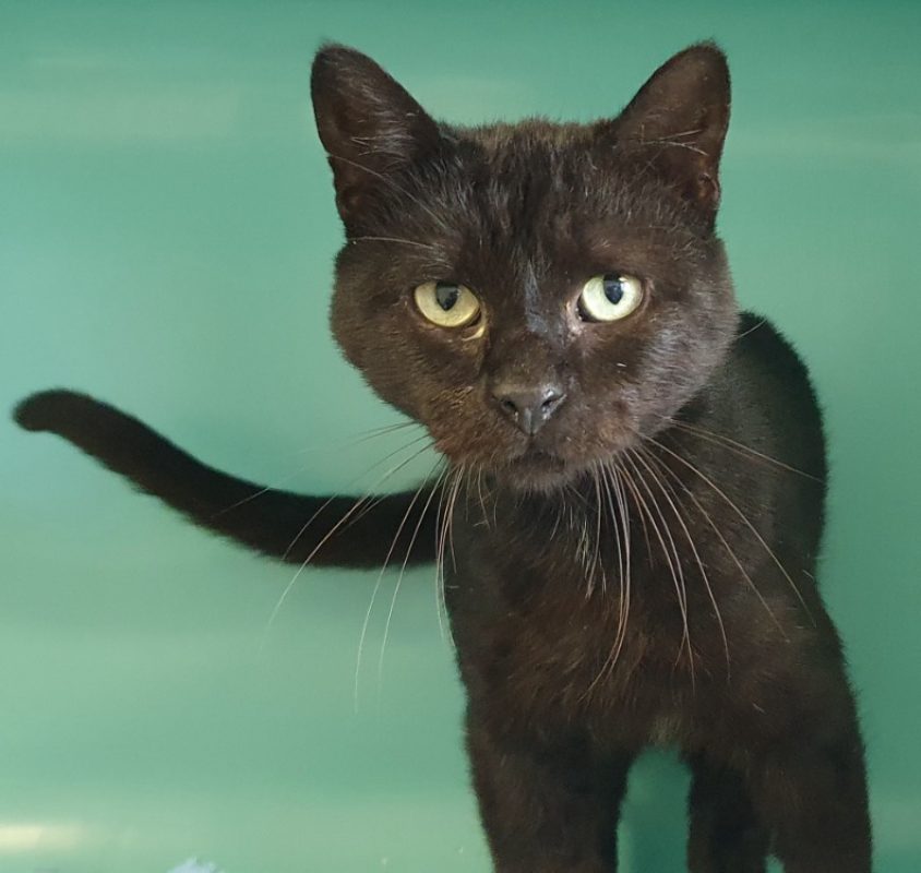 Turbot - Chat Européen à adopter
