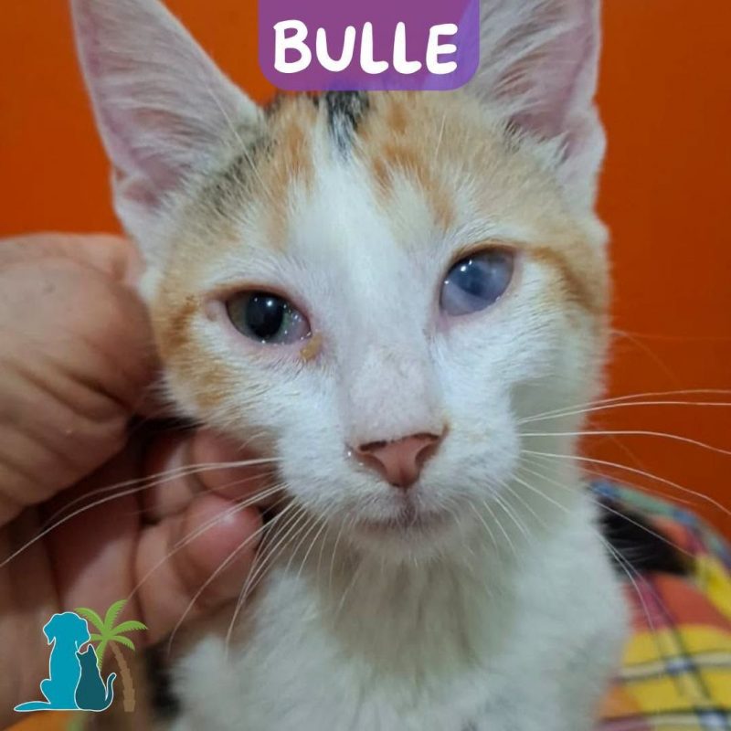 BULLE - Chat Européen à adopter