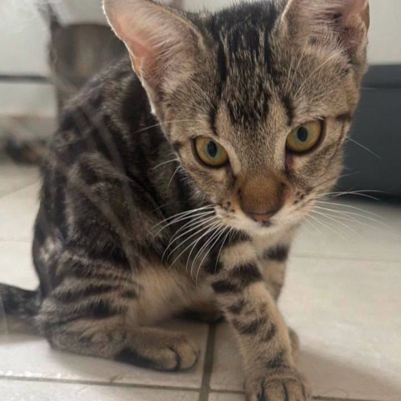 ALOHA - Chat Européen à adopter - photo 4