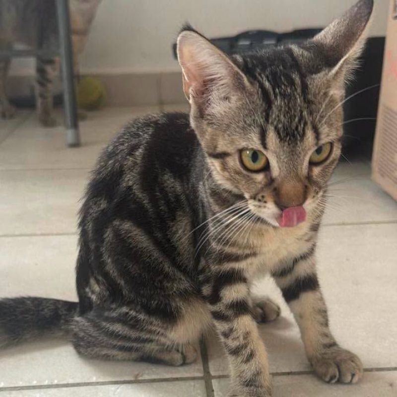 ALOHA - Chat Européen à adopter - photo 3