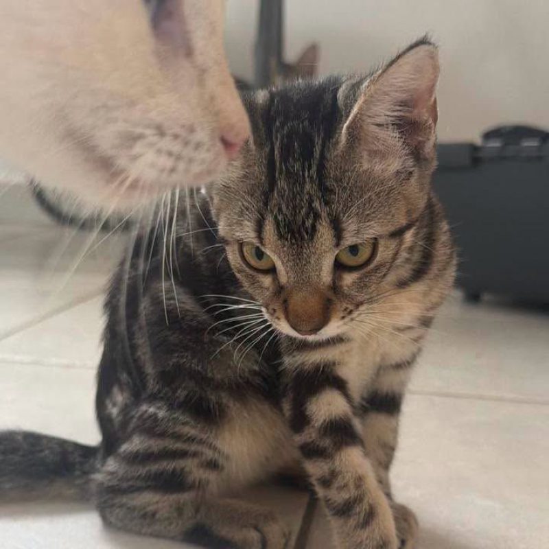 ALOHA - Chat Européen à adopter - photo 2