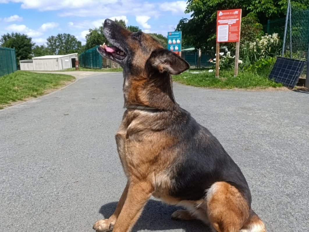 Ginger - Chien Berger Allemand à adopter