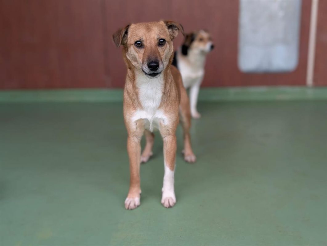 Yama - Chien à adopter