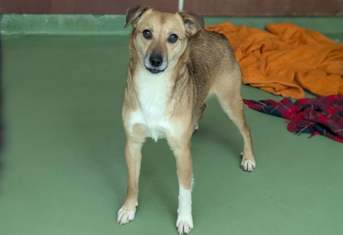 Yama - Chien à adopter - photo 2