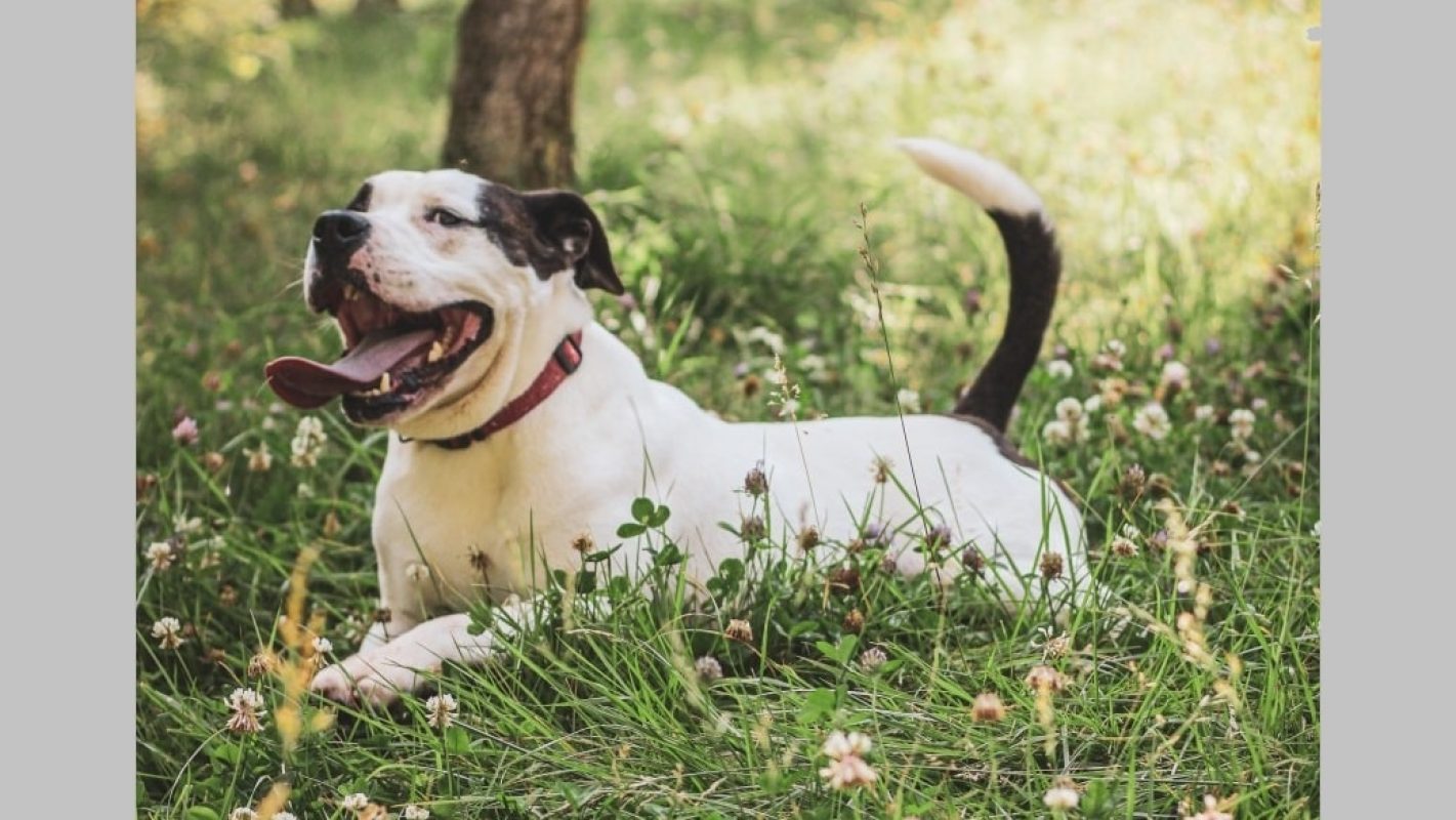 Branco - Chien à adopter