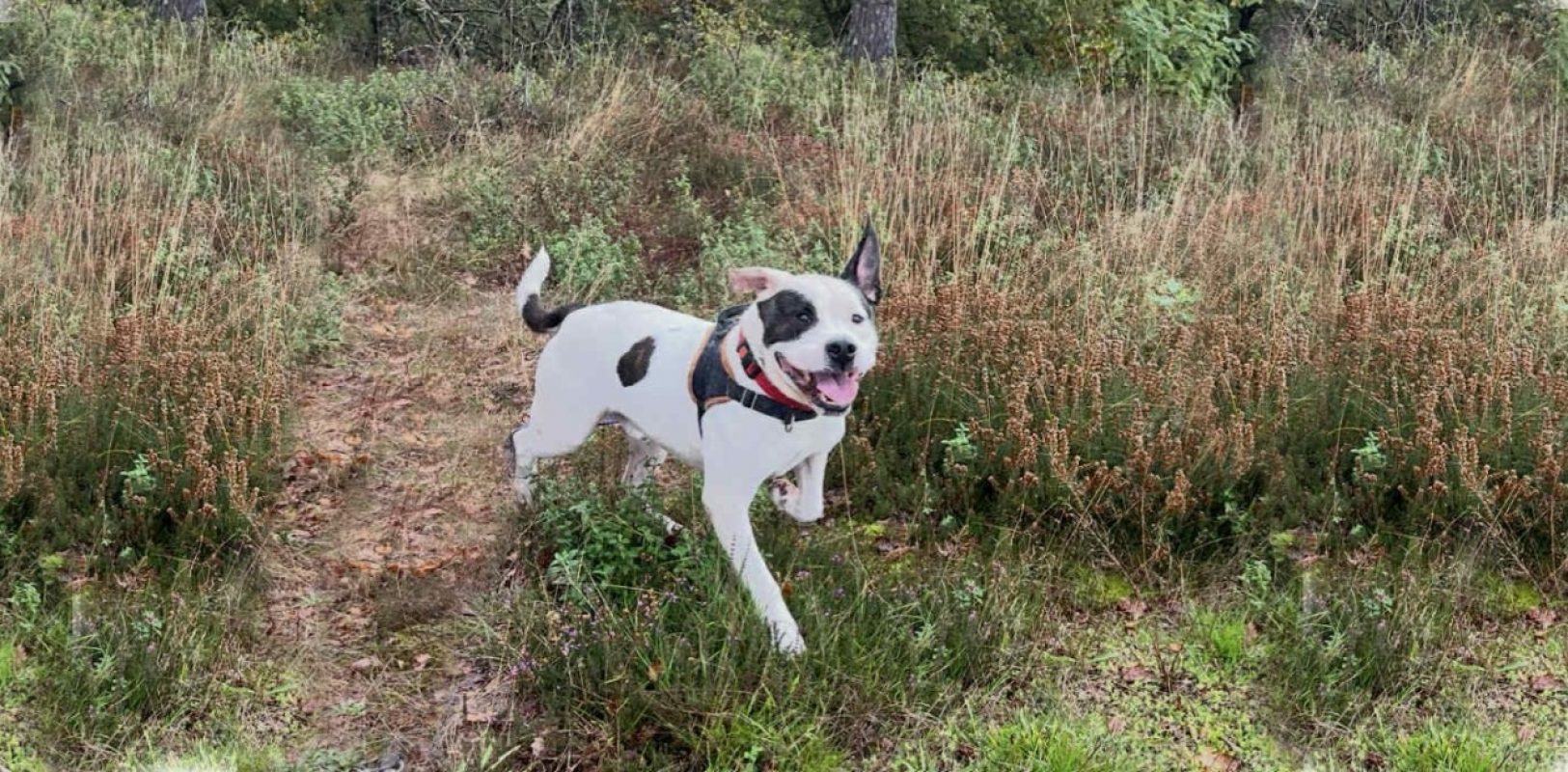 Branco - Chien à adopter - photo 2