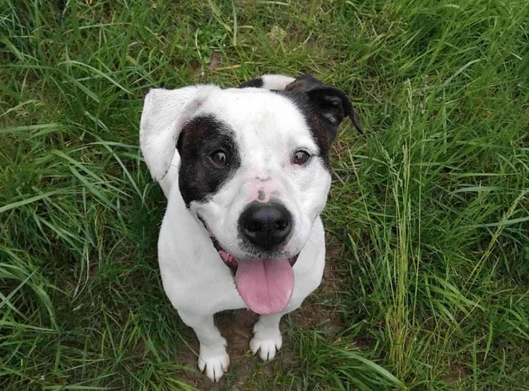 Branco - Chien à adopter - photo 3