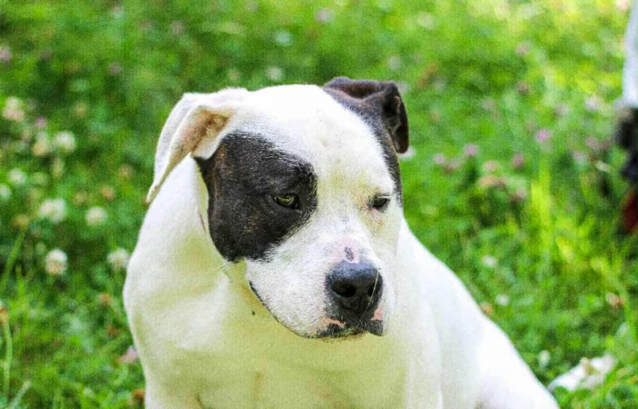 Branco - Chien à adopter - photo 4