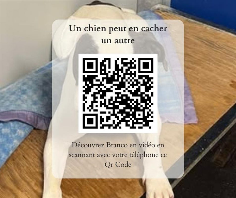 Branco - Chien à adopter - photo 5