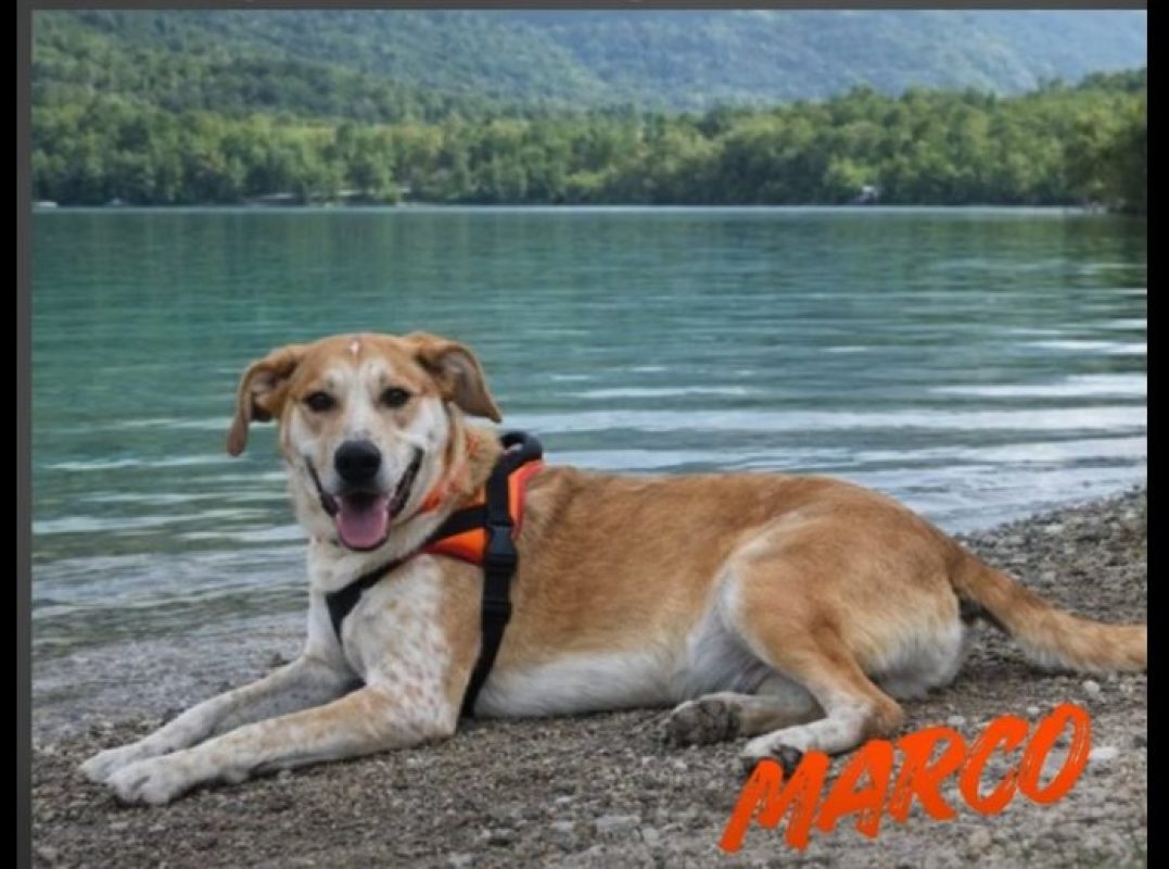 Marco - Chien à adopter