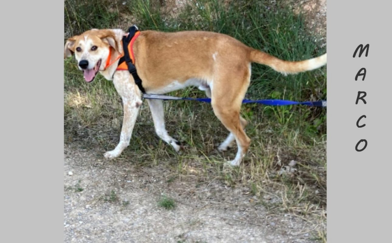 Marco - Chien à adopter - photo 3