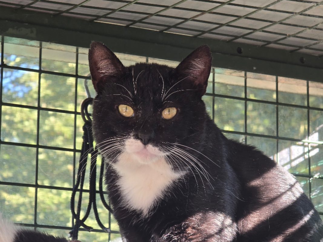 Cassius - Chat Européen à adopter