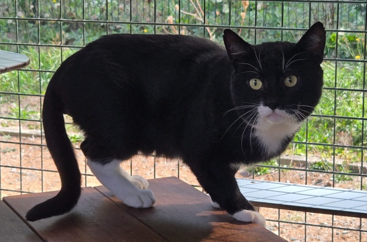 Cassius - Chat Européen à adopter - photo 2