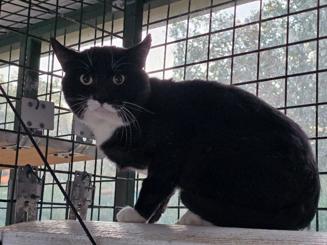 Cassius - Chat Européen à adopter - photo 3