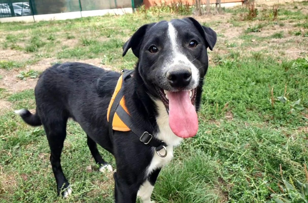 Harley - Chien à adopter