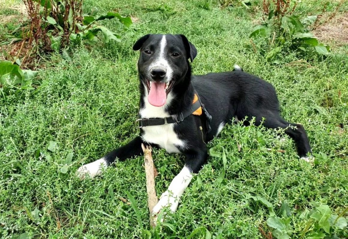 Harley - Chien à adopter - photo 2