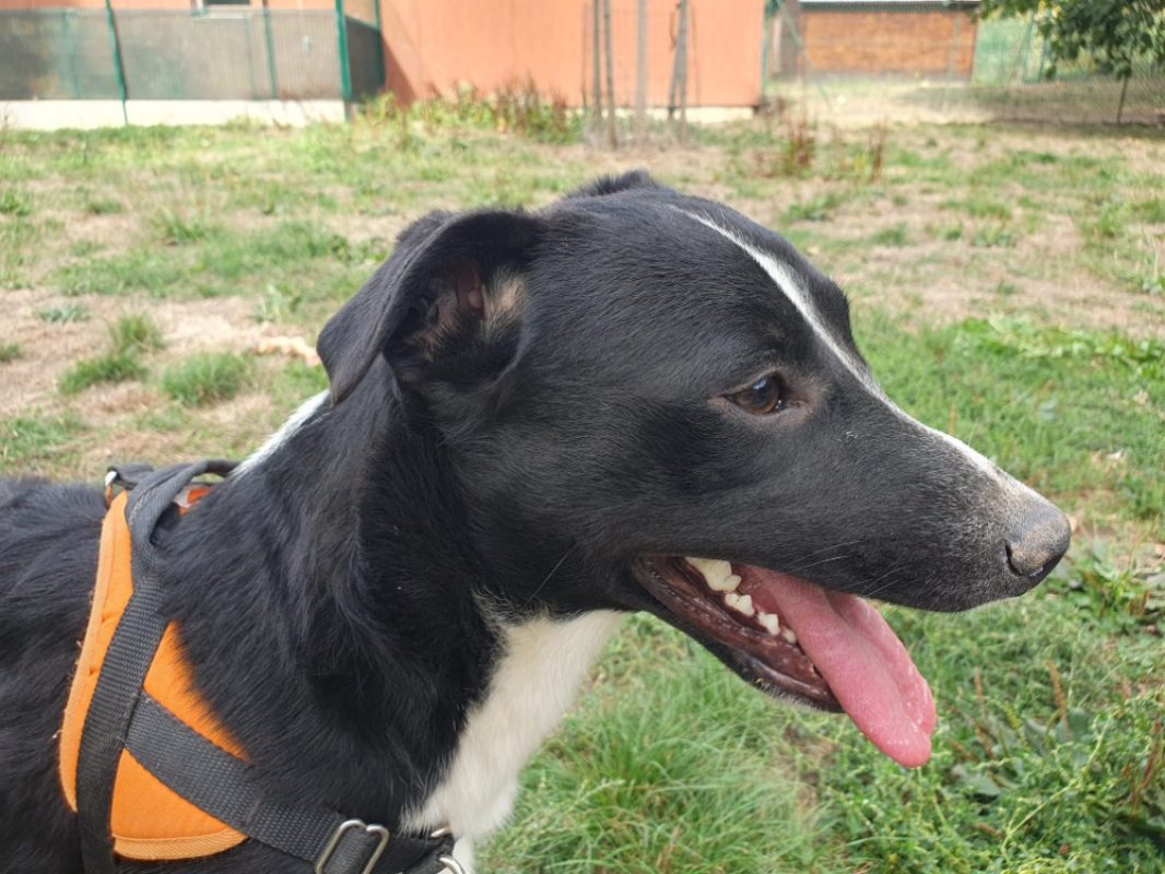 Harley - Chien à adopter - photo 3