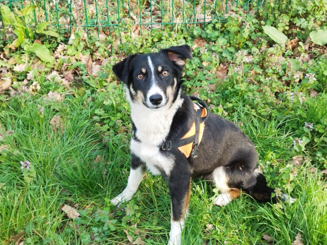 Zakie - Chien à adopter
