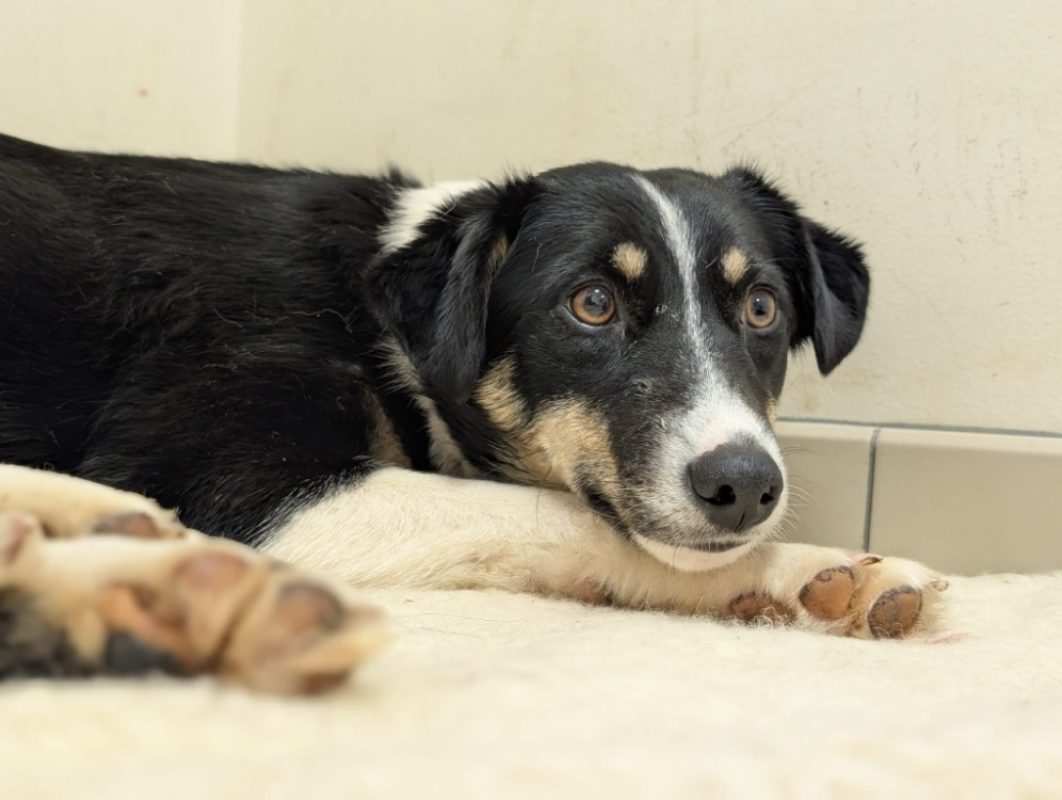 Zakie - Chien à adopter - photo 2