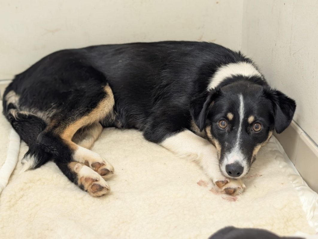 Zakie - Chien à adopter - photo 3