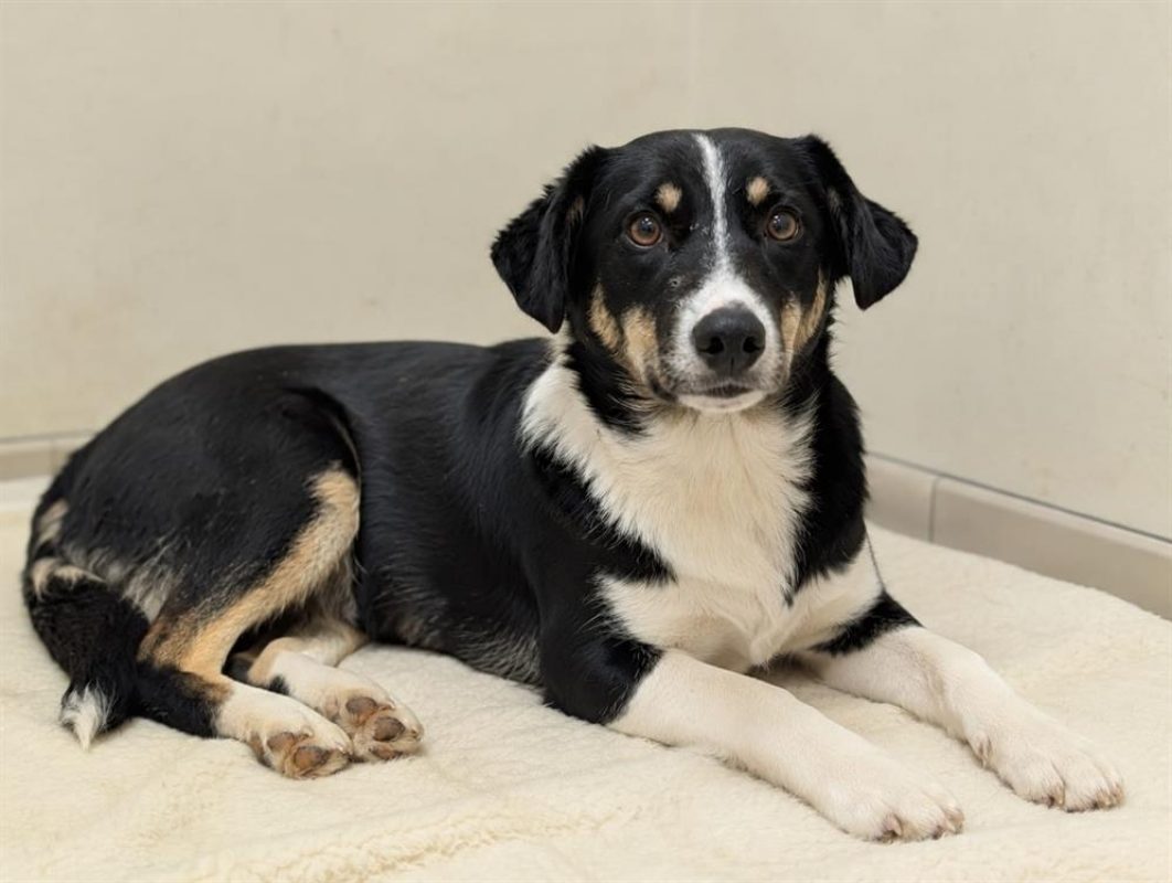 Zakie - Chien à adopter - photo 4