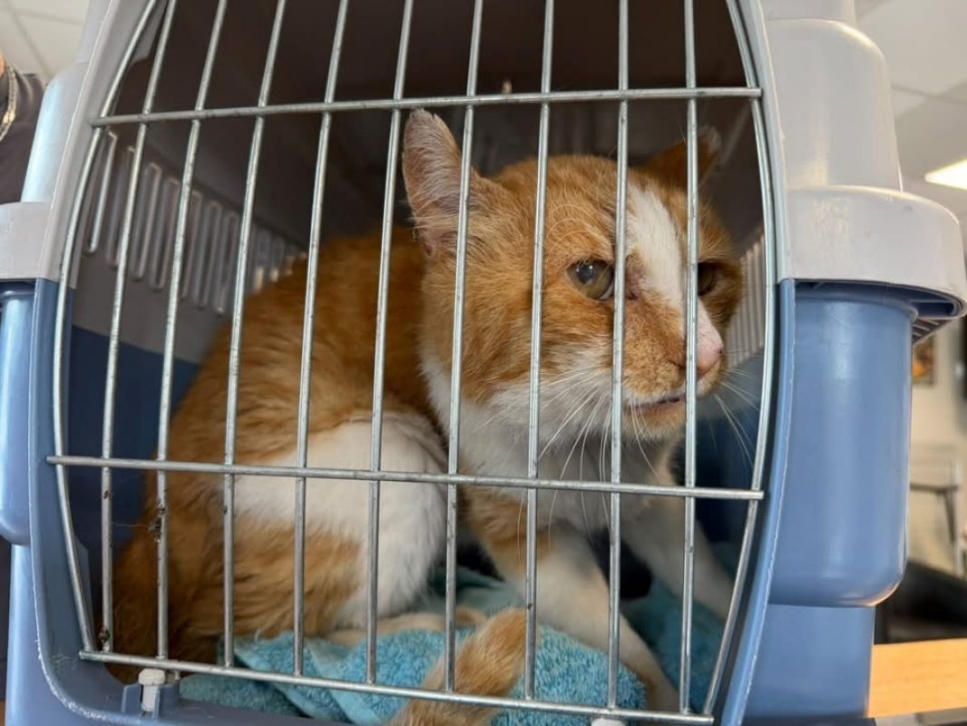 Chorus - Chat Européen à adopter