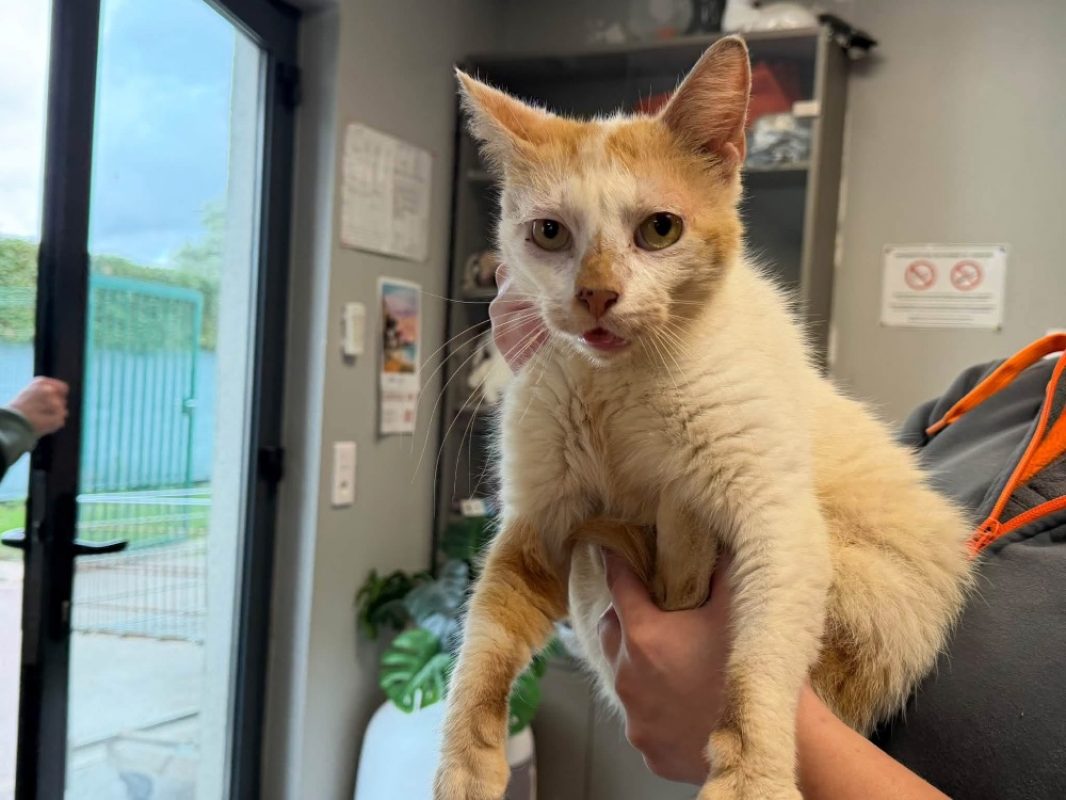 Charles - Chat Européen à adopter