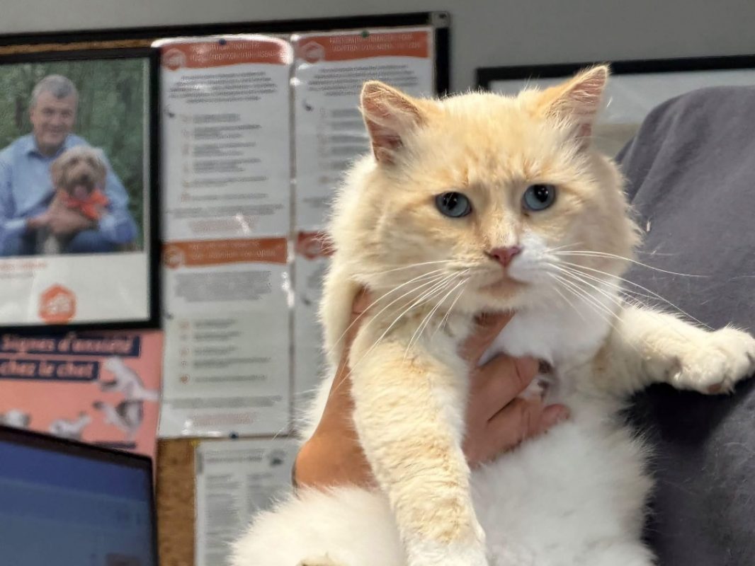 Gambas - Chat à adopter