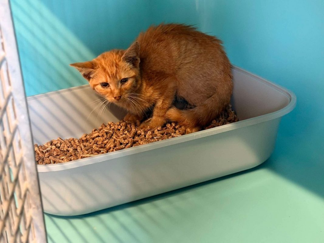 Spirou - Chat Européen à adopter