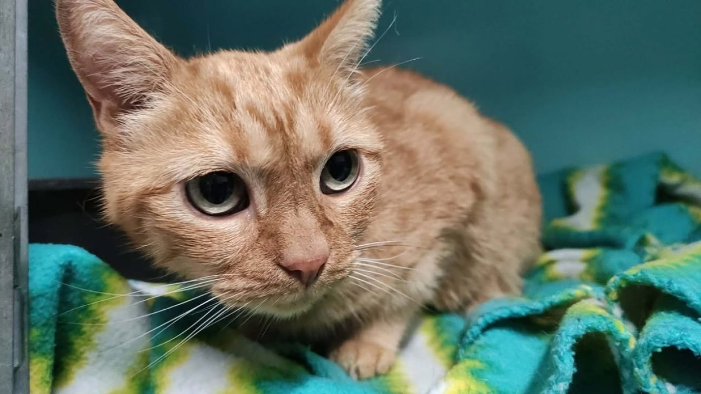 Crusty - Chat Européen à adopter