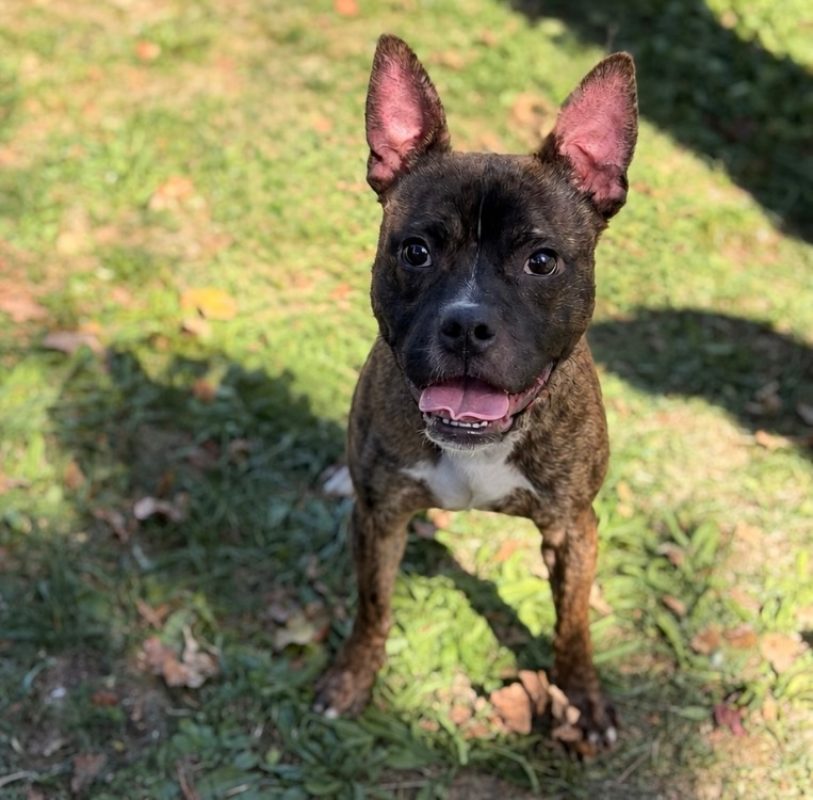 Skittles - Chien à adopter
