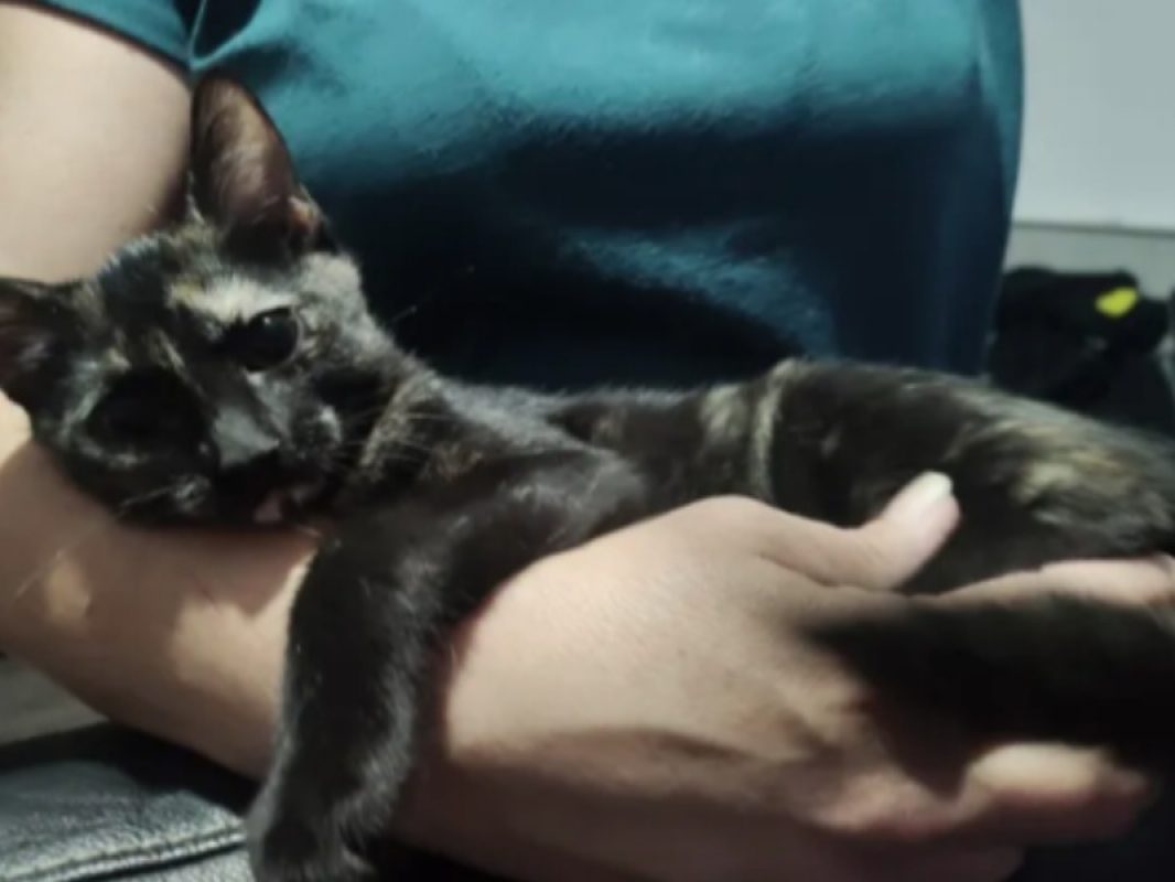 Bastet - Chat Européen à adopter