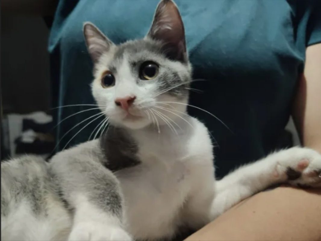 Bulma - Chat Européen à adopter