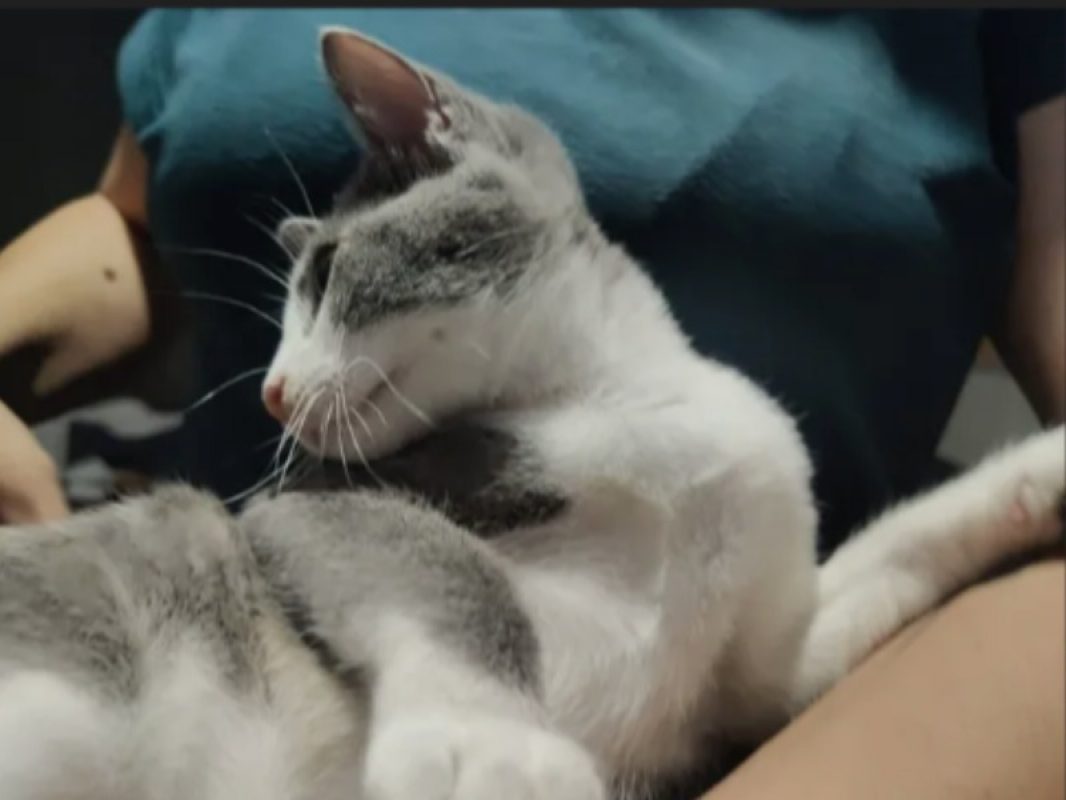 Bulma - Chat Européen à adopter - photo 2