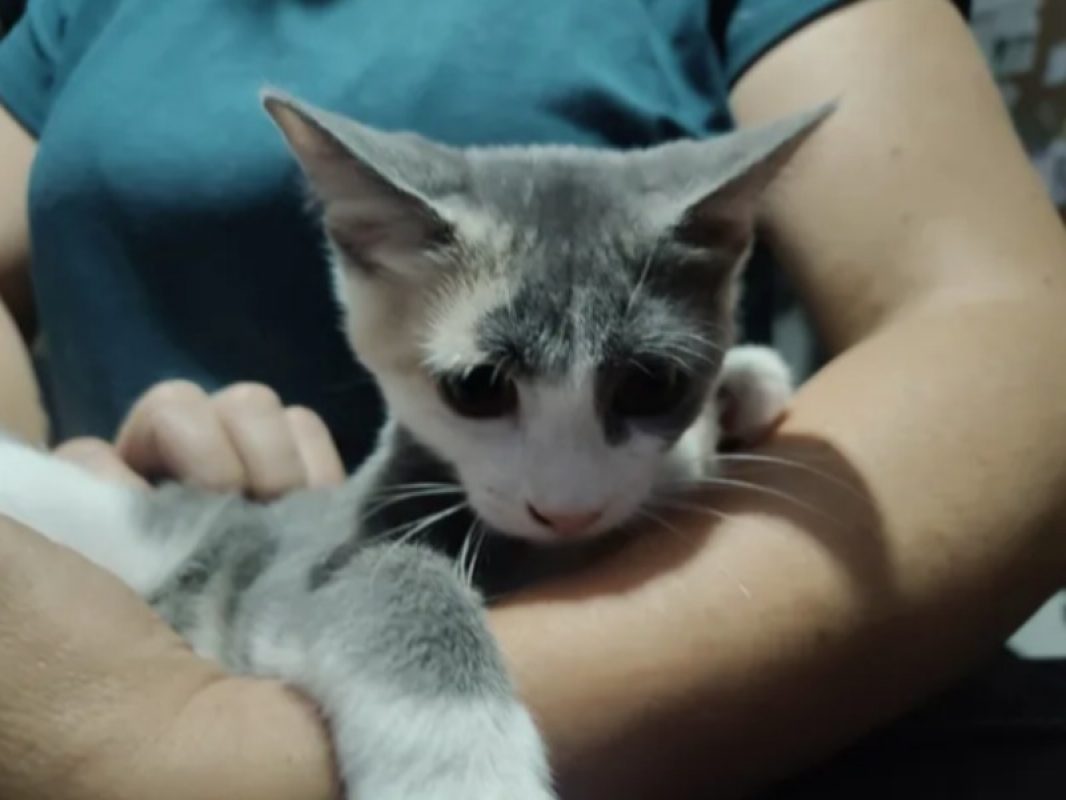 Bulma - Chat Européen à adopter - photo 3