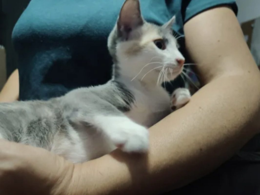 Bulma - Chat Européen à adopter - photo 4