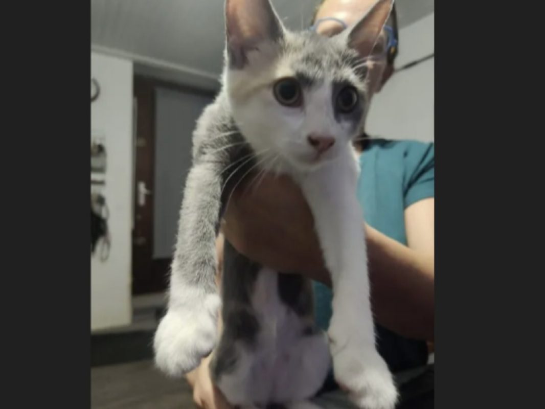 Bulma - Chat Européen à adopter - photo 5