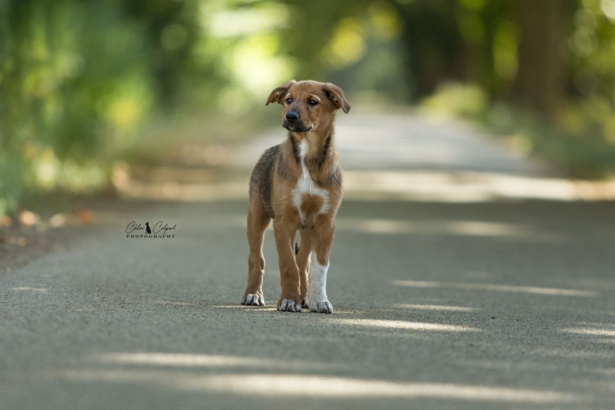Maya - Chien à adopter