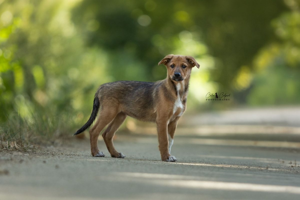 Maya - Chien à adopter - photo 2