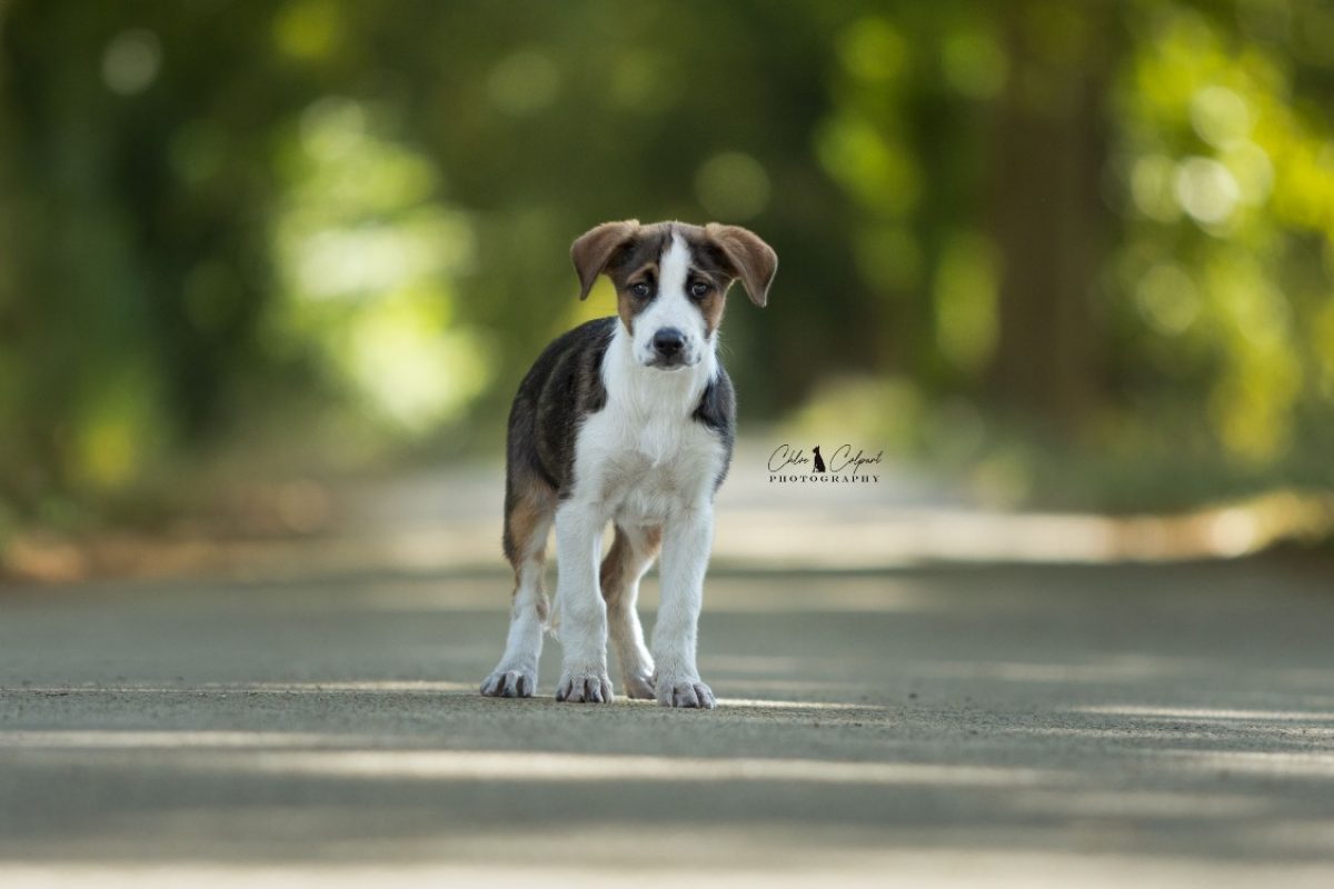 Baya - Chien à adopter
