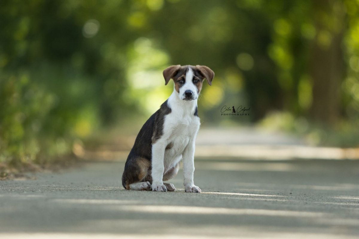 Baya - Chien à adopter - photo 2