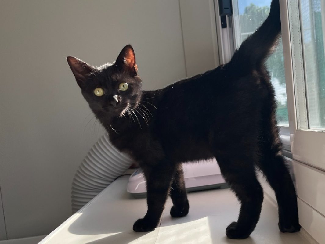 M'baku - Chat Européen à adopter