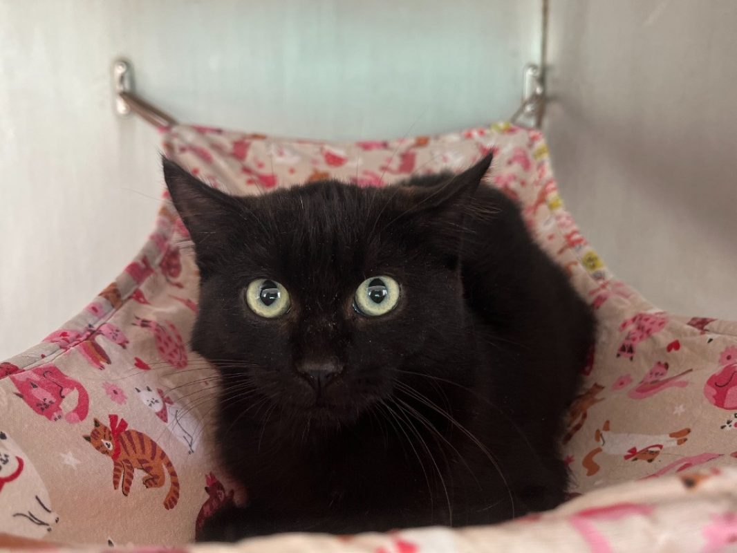 T'challa - Chat Européen à adopter