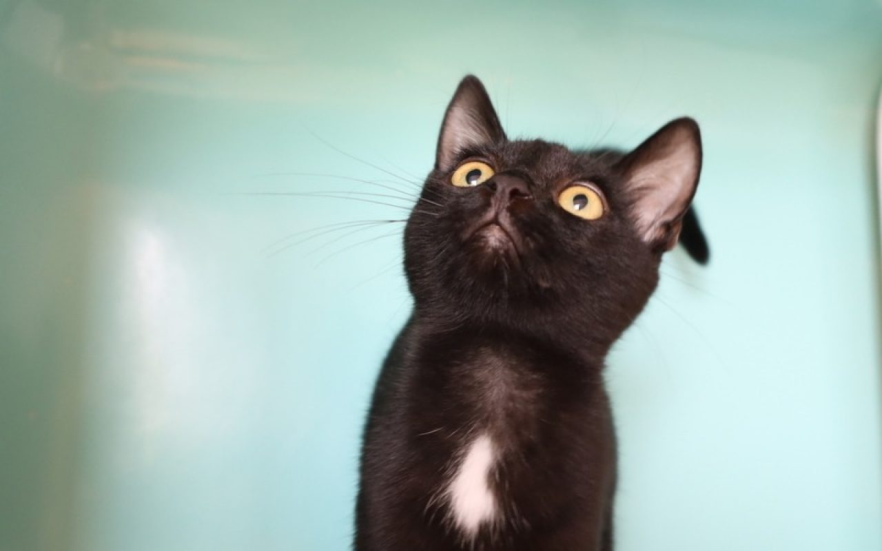 Piano - Chat Européen à adopter