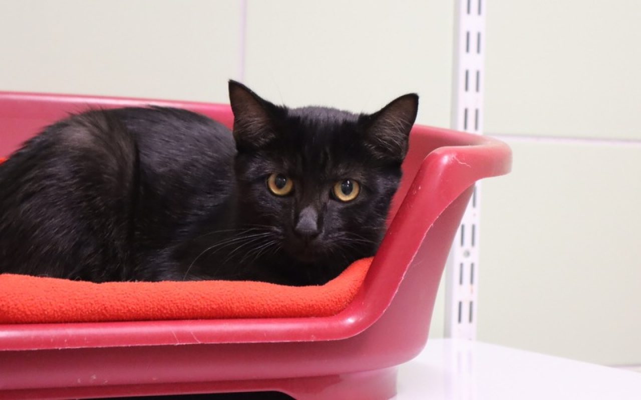 Courtine - Chat Européen à adopter