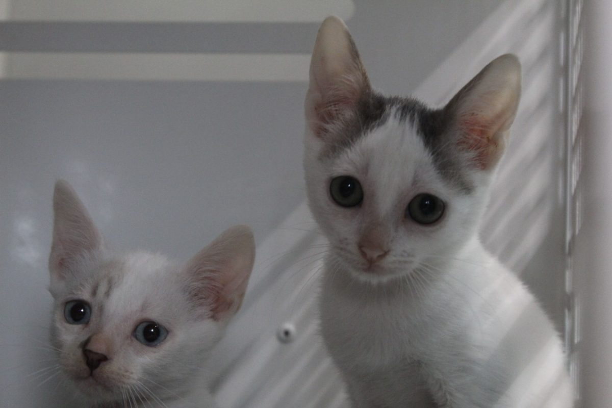 Bambie - Chat Européen à adopter